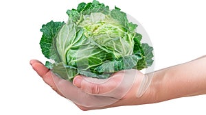 Hand holding Green Cabbage isolate