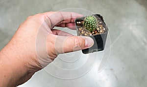 Hand holding green desert round cactus in small black container