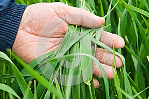 Hand holding green grass