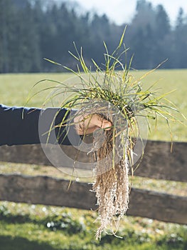 Hand holding green grass plant with deep root system