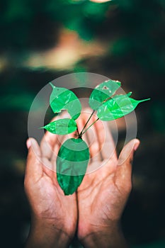 Hand holding green leaf, in Indonesia