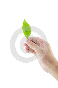 Hand holding green leaf isolated on white background.