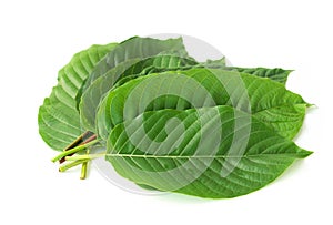 Hand holding Green Mitragyna speciosa Korth Leaves Kratom isolated on white background, Health Care and Midical Concept