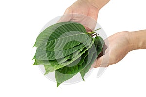 Hand holding Green Mitragyna speciosa Korth Leaves Kratom isolated on white background, Health Care and Midical Concept