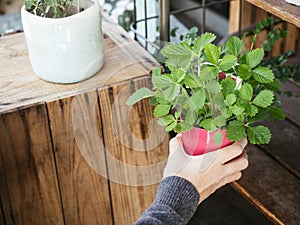 Hand holding Green plant Red pot Home garden