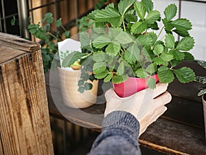 Hand holding Green plant Red pot Home garden