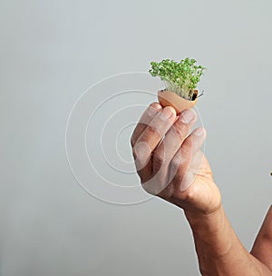 Hand holding green plant stock photo