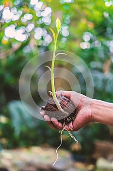 Hand holding green sprout growing from Cerbera odollam seed