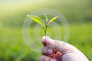 Hand holding green tea leaf with green tea plantation background