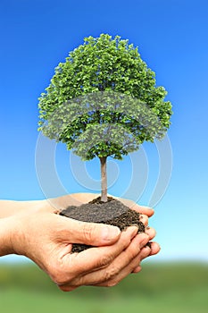 Mano posesión verde un árbol en naturaleza 