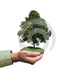 Hand holding green tree over green landscape. Environmental conservation concept