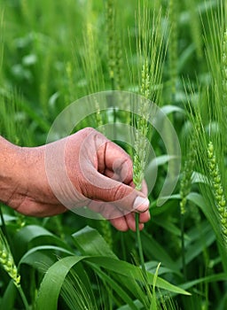 Hand holding green wheats