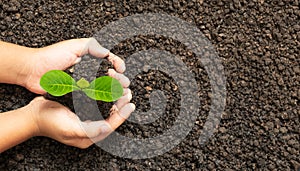 Hand holding Green young tree plant sprout growing out from the soil  environment earth day concept