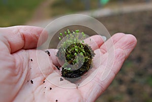 Hand holding ground with Bartramia pomiformis moss.