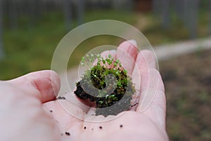 Hand holding ground with Bartramia pomiformis moss.