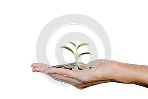 Hand holding growing tree sprout on stack coins isolated on white background with clipping path.