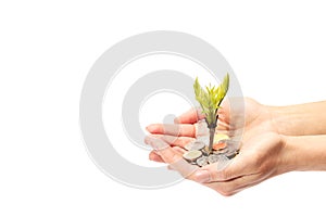 Money plant growing from coins in hand on white background.