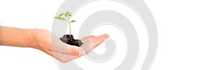 Hand holding a growing young baby plant isolated on panoramic white background, new life, environment and ecology conce