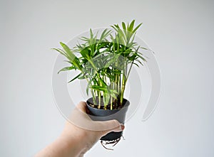 Hand holding Ñhamaedorea green house plant in black plastic pot