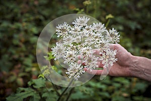 Hand holding Hogweed, also known as cow parsnip or Latin name Heracleum sphondylium against green blurry background