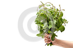 Hand holding holy basil on white background isolated