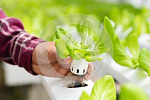 Hand holding hydroponic lettuce plant