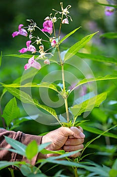 Hand holding a impatiens Balsaminaceae plant