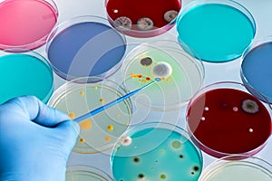 Hand holding inoculation loop deposits sample in petri dish