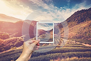 Hand holding Instant photo and view tea field sunrise.