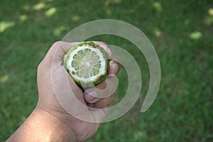 Hand holding kaffir lime & x28;citrus hystrix& x29; or makrut lime. shoutheast asia citrus fruit