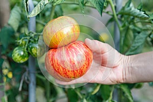 Hand holding large ripe tomato on a branch growing in a small tiny home garden