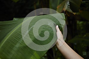 Hand holding leaf