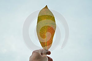 Hand holding leaf with blue sky