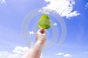 A hand holding leaf with blue sky background