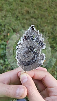 Hand holding a leaf covered in frost