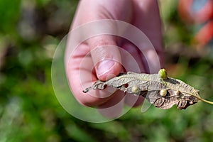 Hand holding a leaf with gall parasites on it.