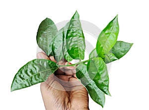 a hand holding a leaf with green leaves, a person holds a plant with green leaf tree branch on white background