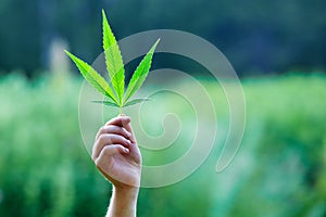 Hand holding a leaf of marijuana