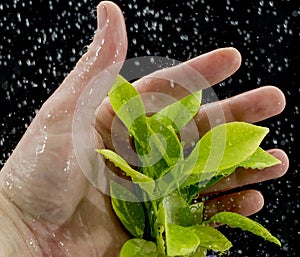 Hand holding leaf with water drops on a black background.