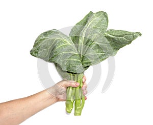 Hand holding leaves of collards on background,Chinese kale