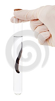 Hand holding a leech in a flask
