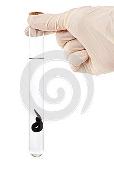 Hand holding a leech in a flask