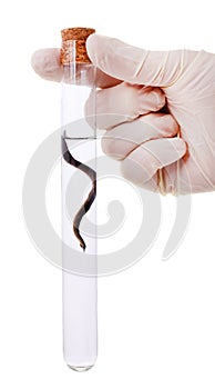 Hand holding a leech in a flask