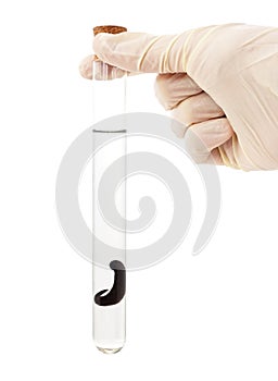 Hand holding a leech in a flask