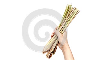 Hand holding lemon grass on white background isolated with copy
