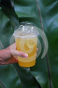 hand holding lemonade soda and lemon slice in plastic glass on green leaves background, food, drink, nature, object, copy space