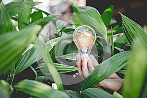 Hand holding light bulb,energy sources for renewable,natural energy