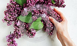 Hand holding a lilac flower bunch