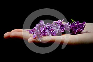 Handful of Spring Lilacs