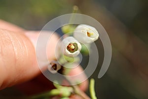 Hand holding limb of blue berry bush to show off flowers